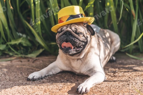 Preview: A pug in a yellow hat lies on the grass on a summer day.Animals acting as a people.