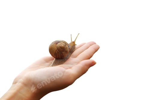 Preview: Snail on Hand Close-Up on White Background