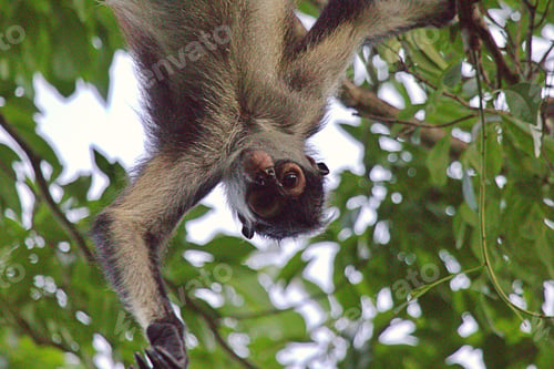 Preview: Spider monkey in a tree