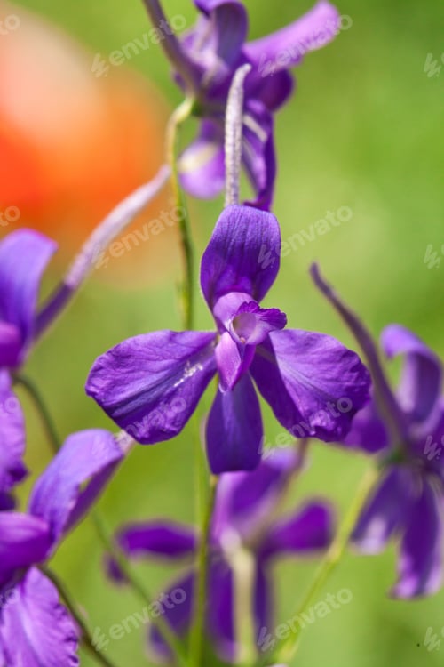 Preview: Purple violets