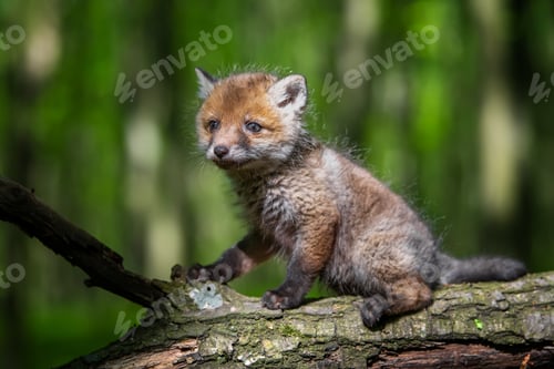 Preview: Red fox, vulpes vulpes, small young cub in forest . Wildlife scene from nature