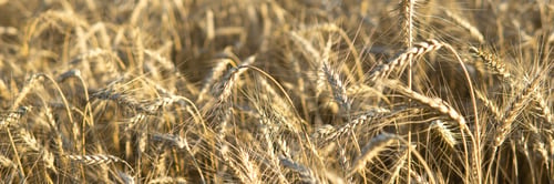 Preview: Ears of wheat growing in the field. The concept of harvesting.