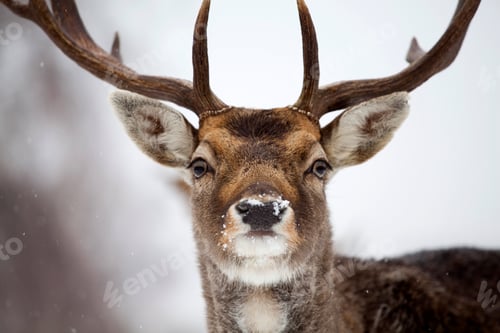 Preview: Deer close-up