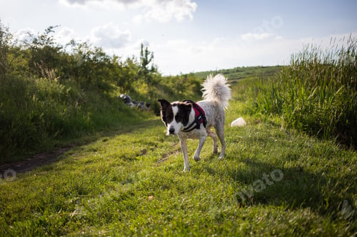 Preview: cute white dog in summer landscape