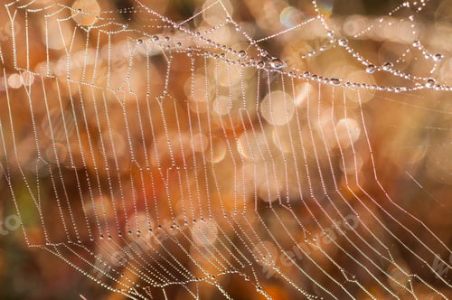 Preview: Beautiful pattern of spider's web with dewdrops on green background, Nature background