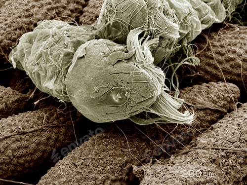 Preview: Eggs of Aedes Albopictus mosquito hatching SEM