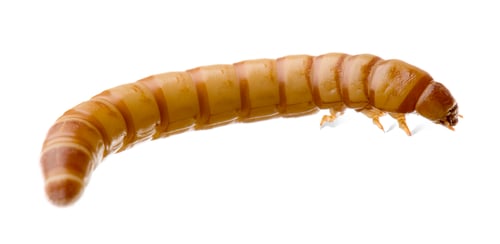 Preview: Larva of Mealworm - Tenebrio molitor