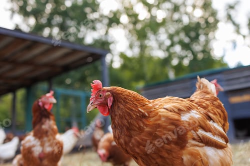 Preview: Brown hen pecking at feed in sunny farm yard, free range chickens on eco farm
