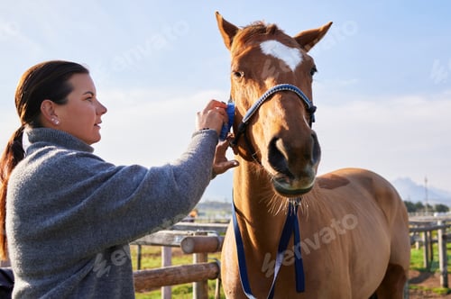 Preview: Cropped shot of an attractive young woman brushing her horse outside on the ranch