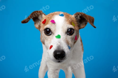 Preview: Portrait of pet with heart shaped stickers on dogs face