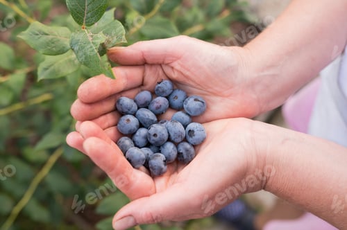 Preview: Hands holding freshly picked blueberries from garden bush