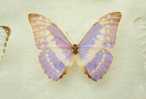 Preview: Beautiful Morpho cypris butterfly on white background
