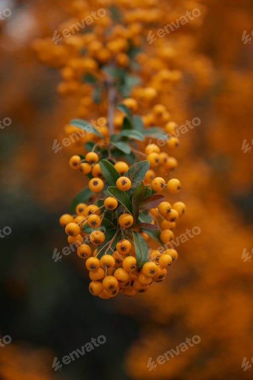 Preview: Branch of rowan with bright ripe berries, close-up