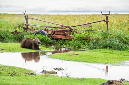 Preview: Capybara (Hydrochoerus hydrochaeris) at Estancia San Juan de Poriahu, Ibera Wetlands, Corrientes Pro