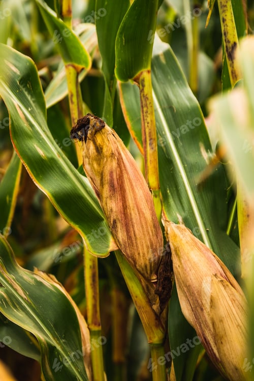 Preview: Corn in cob in field. Brown and green leaves, Autumn time