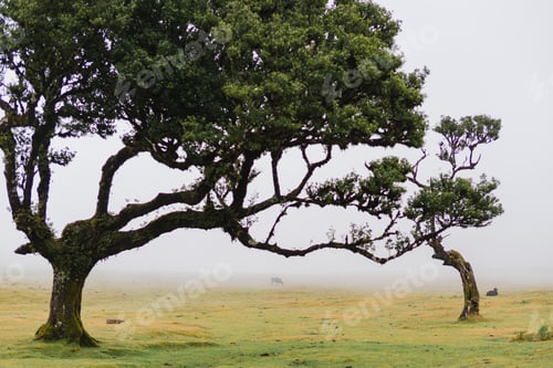 Preview: Travelling and exploring Madeira island landscapes and famous places. Fanal forest view.