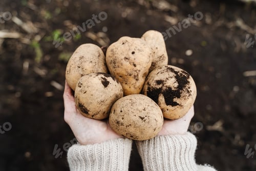 Preview: Farmer showing harvested potatoes in background of fertile black soil on field.