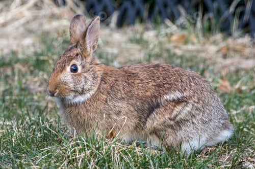 Preview: Close up of a bunny rabbit in the backyard