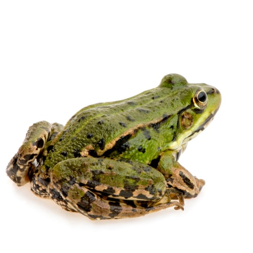 Preview: Edible Frog - Rana esculenta