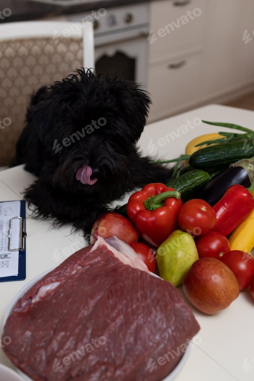 Preview: A black dog picks out food on the table in the kitchen among meat and vegetables and licks his lips