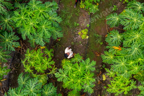 Preview: Aerial view of farmer working in the green agriculture field.