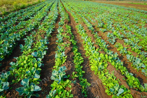 Preview: Cabbage organic farm, Green agricultural field.