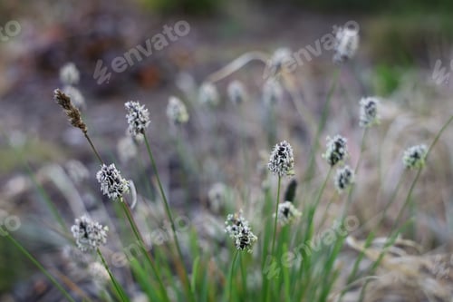 Preview: Closeup shot of a field of sweet grass on a blurred background