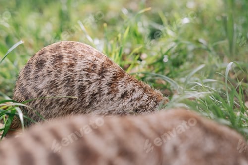Preview: Group of meerkat on grass
