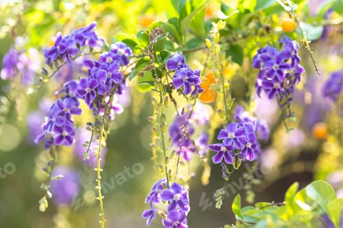 Preview: Kusadasi, Turkey. Purple Flowers Of Duranta Erect. Branches Of Bush On Green Blurred Background