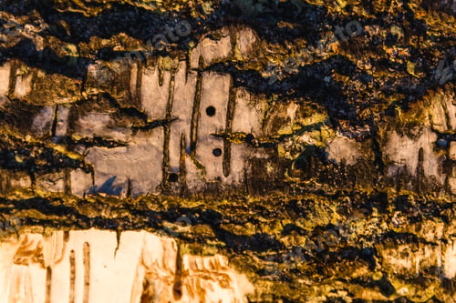Preview: Macro shot of gorgeous textured wood during the golden hour