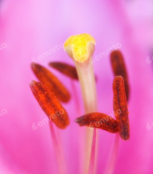 Preview: Tulips - springtime beauties. Garden tulips in springtime.