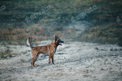 Preview: Dog in autumn leaves. Fall season. Pet on the walk. Belgian Shepherd Malinoise breed dog in the fore