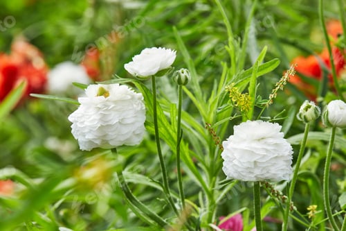 Preview: Collecting beautiful colorful flowers on the farm in the greenhouse is great attraction