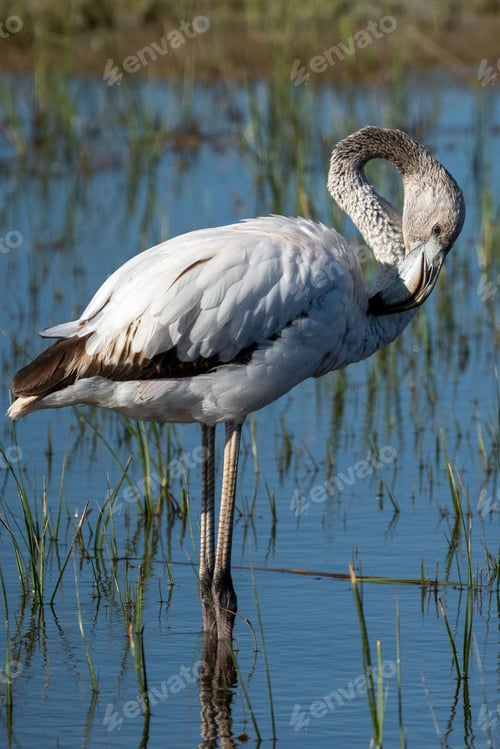 Preview: Pink flamingo (Phoenicopterus roseus) standing in shallow water on a blurred background