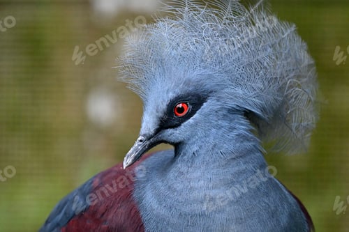 Preview: Victorian pigeon headshot