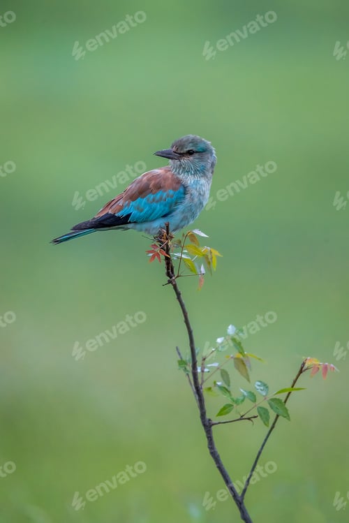 Preview: European roller