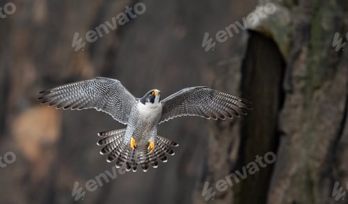 Preview: A Portrait of a Peregrine Falcon