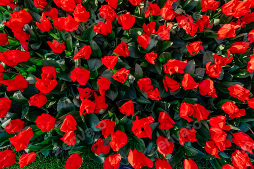 Preview: Group of red tulips in the park.