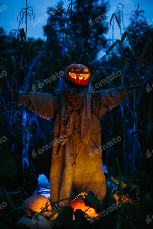 Preview: Scary pumpkin scarecrow in a cornfield at night. Halloween holiday concept.