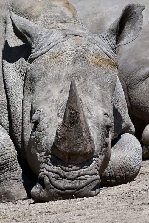 Preview: Southern white rhino (Ceratotherium simum simum)