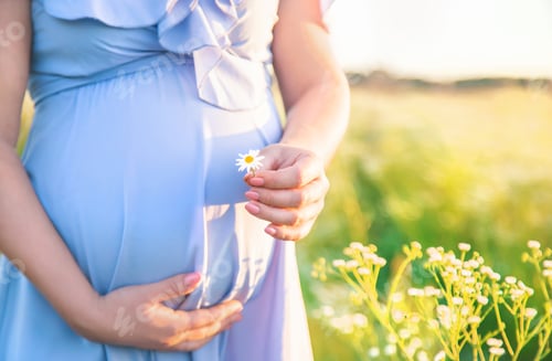 Preview: pregnant woman with camomiles in hands. Selective focus.