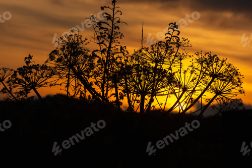 Preview: Sunset silhouette grass.
