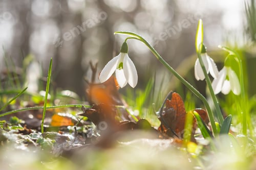 Preview: Snowdrops Galanthus nivalis in the forest close-up.