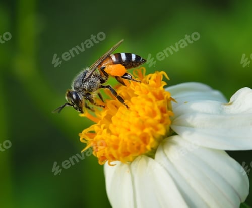 Preview: Close up bees on flower