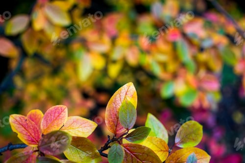 Preview: bright autumn background leaves and fruits of chokeberry Bush