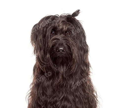 Preview: Adorable black briard dog sitting and looking at camera