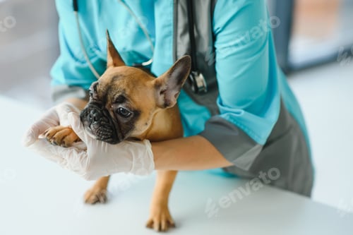 Preview: close up of french bulldog dog and veterinarian doctor hand at vet clinic