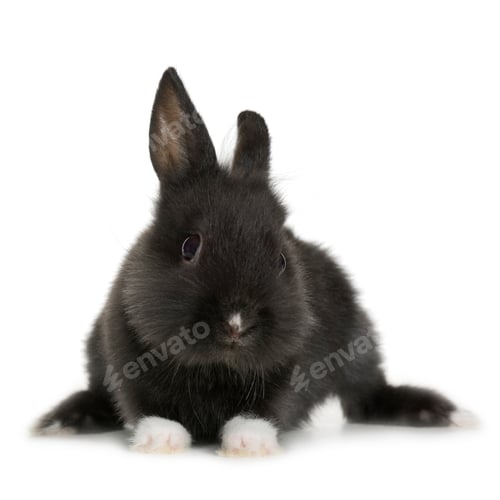 Preview: Rabbit