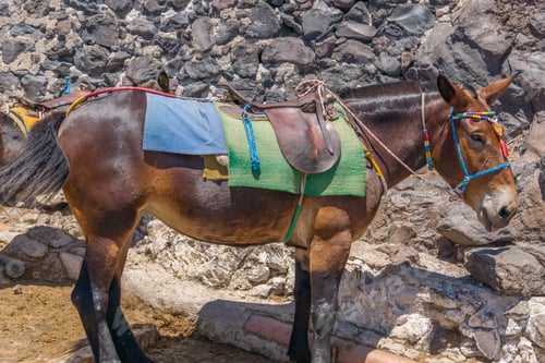 Preview: Mule with a saddle standing by a stone wall. Santorini, Cyclades, Greece