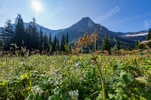 Preview: Glacier National Park mountain landscape with wildflowers.